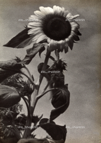 FVQ-F-169876-0000 - Fiore di girasole - Data dello scatto: 1937 - Archivi Alinari, Firenze