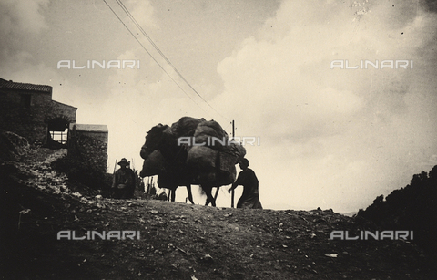 FVQ-F-171055-0000 - Un mulo carico di sacchi - Data dello scatto: 1937 ca. - Archivi Alinari, Firenze