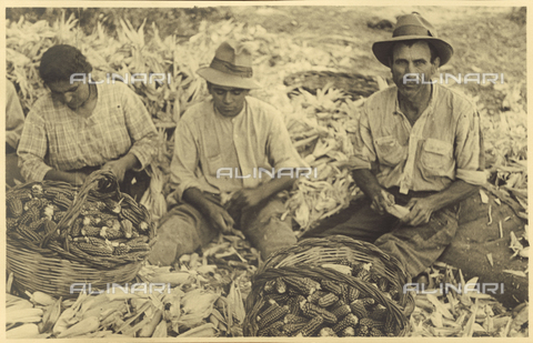 FVQ-F-171059-0000 - Contadini durante la pulitura delle pannocchie di mais - Data dello scatto: 1935-1937 ca. - Archivi Alinari, Firenze