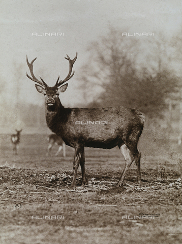 FVQ-F-206301-0000 - Cervo - Data dello scatto: 1890 - 1900 ca. - Archivi Alinari, Firenze