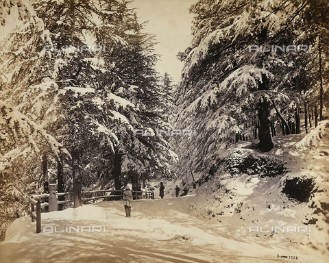 FVQ-F-206768-0000 - Viale innevato a Simla (Shimla), vicino alla catena montuosa dell'Himalaya, India - Data dello scatto: 1863 - 1870 ca. - Archivi Alinari, Firenze