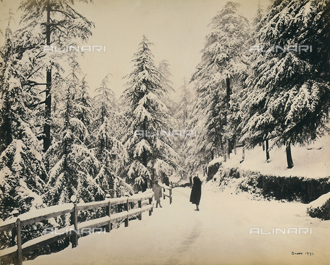 FVQ-F-206777-0000 - Strada fiancheggiata da abeti innevati nella città di Simla (Shimla), vicino alla catena montuosa dell'Himalaya, India - Data dello scatto: 1863 - 1870 ca. - Archivi Alinari, Firenze