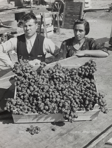 FVQ-F-209005-0000 - Grapes basket - Date of photography: 1920-1930 - Alinari Archives, Florence