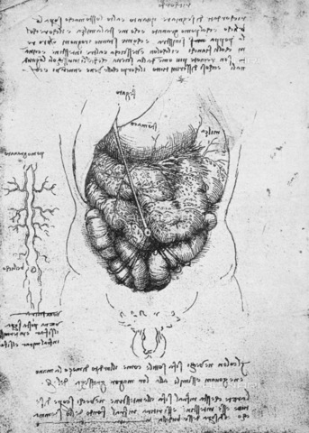 GRC-F-015808-0000 - Apparato digerente, disegno, Leonardo da Vinci (1452-1519) - Granger, NYC /Archivi Alinari