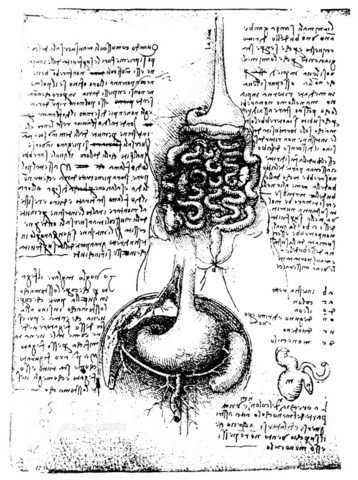 GRC-F-015809-0000 - Apparato digerente, gli organi sottodiaframmatici e l'intestino cieco e l'appendice vermiforme, disegno, Leonardo da Vinci (1452-1519) - Granger, NYC /Archivi Alinari