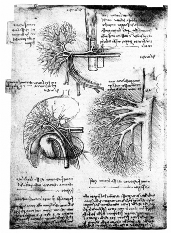 GRC-F-018374-0000 - Il sistema portale epatico, disegno, Leonardo da Vinci (1452-1519) - Granger, NYC /Archivi Alinari