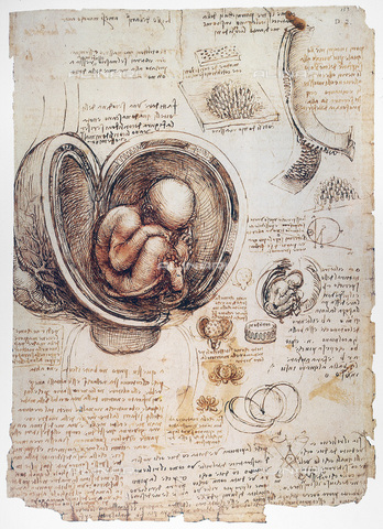 GRC-F-035654-0000 - Studio per un feto umano, disegno, Leonardo da Vinci (1452-1519) - Granger, NYC /Archivi Alinari