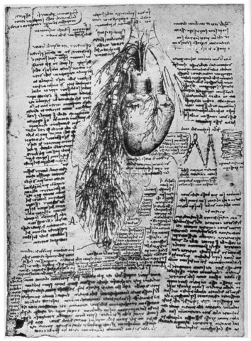 HIP-S-000232-0685 - Study of the heart and the bronchial arteries, drawing by Leonardo da Vinci (1452-1519), preserved in the Royal Library of Windsor Castle, taken from "Leonardo da Vinci" by Ludwig H Heydenreich (London, 1954) - The Print Collector / Heritage Images /Alinari Archives, Florence