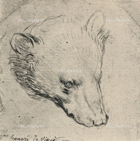 HIP-S-000264-7716 - Bear head, drawing by Leonardo da Vinci (1452-1519) preserved in a private collection, taken from "The Drawings of Leonardo da Vinci" (New York, 1945) - The Print Collector / Heritage Images /Alinari Archives, Florence