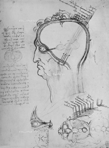 HIP-S-000264-7844 - Section of the head of a man with anatomy of the eye, drawing by Leonardo da Vinci (1452-1519), published by Reynal & Hitchcock, New York - The Print Collector / Heritage Images /Alinari Archives, Florence