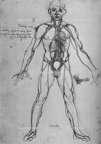 HIP-S-000264-7849 - Man Drawn as an Anatomical Figure to Show the Heart, Lungs and Main Arteries, drawing by Leonardo da Vinci (1452-1519) - The Print Collector / Heritage Images /Alinari Archives, Florence