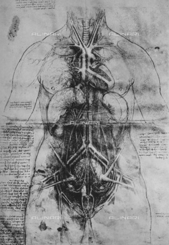 HIP-S-000264-7864 - The cardiovascular system and principal organs of a woman (RL 12281r), drawing by Leonardo da Vinci (1452-1519) preserved in the Royal Library of Windsor Castle, from "The Drawings of Leonardo da Vinci" (New York, 1945) - The Print Collector / Heritage Images /Alinari Archives, Florence