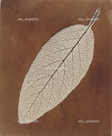 HIP-S-000280-7274 - Leaf study, calotype negative, William Henry Fox Talbot, 1839-1840 - Date of photography: 1839-1840 - Heritage Images /Alinari Archives, Florence