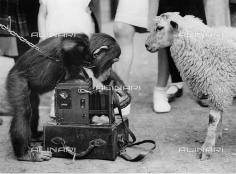 IMA-F-551179-0000 - Lo scimpanzè George cerca di fotografare l'agnello Larry di fronte a dei bambini allo zoo di Londra - Data dello scatto: 1930 ca. - Austrian Archives / brandstaetter images /Archivi Alinari