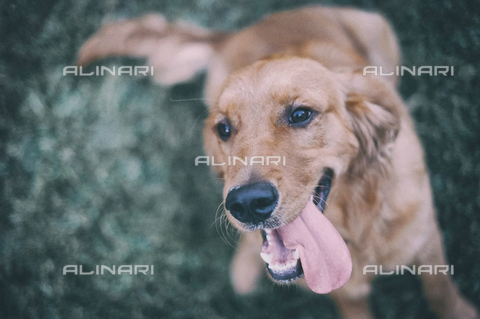 LCA-F-005024-0000 - Primo piano di un golden retriver - Quint Lox / Liszt Collection/Archivi Alinari