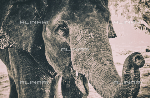 LCA-F-005030-0000 - Elefante - Quint Lox / Liszt Collection/Archivi Alinari