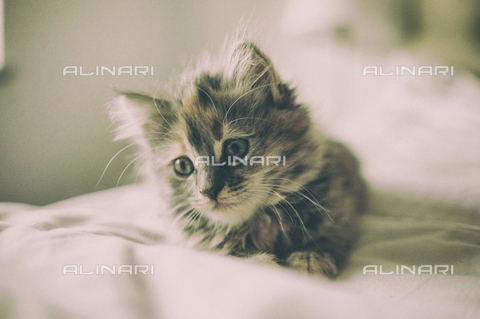 LCA-F-005058-0000 - Cucciolo di gatto - Quint Lox / Liszt Collection/Archivi Alinari