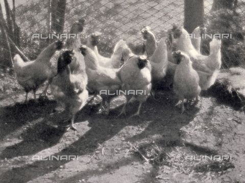 LOB-S-000925-0040 - Galline bianche vicino alla rete del pollaio - Data dello scatto: 1924-1925 - Archivi Alinari, Firenze