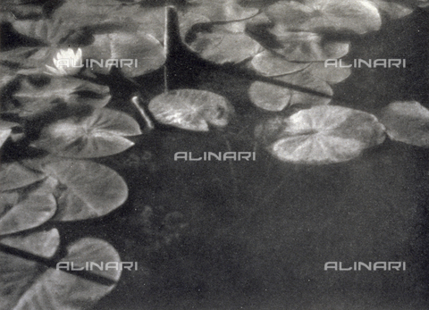 LOB-S-000927-0009 - Particolare di stagno fotografato da Carlo Baravalle. L'acqua scura è coperta in parte da foglie e un fiore bianco di ninfea, toccati da una vibrante luminosità dall'effetto altamente pittorico - Data dello scatto: 1926-1927 - Archivi Alinari, Firenze