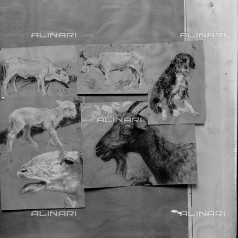 MFA-S-0SN429-000S - Series of representation of animals - Date of photography: 1900 ca. - Alinari Archives, Florence