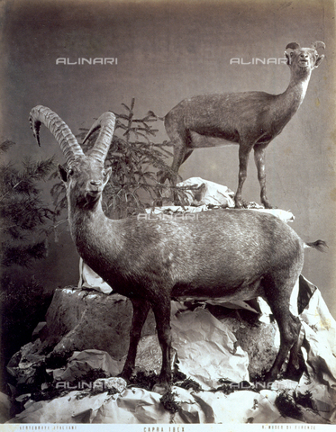 MFC-A-004643-0003 - Coppia di stambecchi imbalsamati, collocati su finte rocce, esposti presso il Museo Zoologico di Firenze - Data dello scatto: 1880-1885 - Archivi Alinari, Firenze