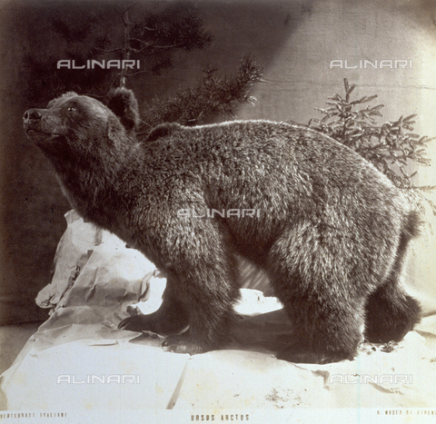 MFC-A-004643-0006 - Esemplare di orso bruno (ursus arctos) posto su di una finta roccia all'interno del Museo Zoologico di Firenze - Data dello scatto: 1880-1885 - Archivi Alinari, Firenze