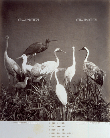 MFC-A-004643-0009 - Gruppo di uccelli trampolieri imbalsamati, esposti nel Museo Zoologico 'la Specola', a Firenze. Il gruppo è composto, tra gli altri, da cicogne e gru. Gli animali sono posti su finte rocce coperte da erba tipica degli stagni - Data dello scatto: 1880-1885 - Archivi Alinari, Firenze