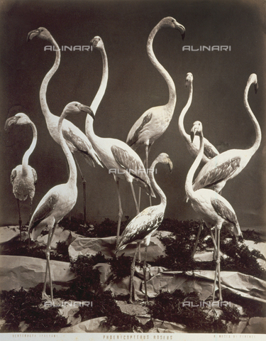 MFC-A-004643-0010 - Gruppo di fenicotteri (phoenicopterus roseus) imbalsamati esposti al Museo di Storia Naturale "La Specola" a Firenze - Data dello scatto: 1880 ca. - Archivi Alinari, Firenze