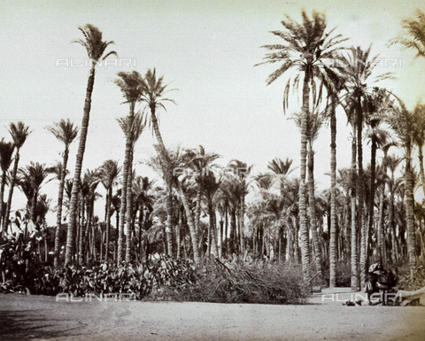 MFC-A-004677-0033 - Veduta di un palmeto in Egitto - Data dello scatto: 1870-1880 ca. - Archivi Alinari, Firenze