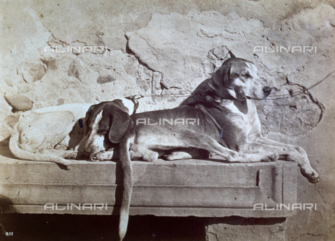 MFC-F-001368-0000 - Cani accucciati su una panchina di marmo - Data dello scatto: 1858-1862 - Archivi Alinari, Firenze