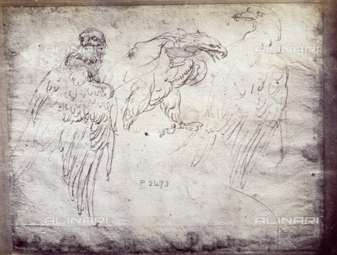 MFC-F-001785-0000 - Bozzetto raffigurante tre aquile, opera di Michelangelo conservata agli Uffizi - Data dello scatto: 1865 ca. - Archivi Alinari, Firenze