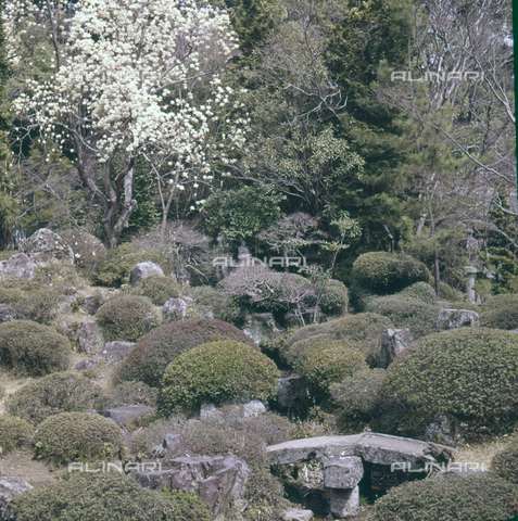 MFV-S-JPN040-0004 - Giardino del tempio Erin-ji a Kofu - Data dello scatto: 1963 - Foto di Fosco Maraini/Proprietà Gabinetto Vieusseux © Archivi Alinari