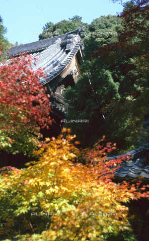 MFV-S-V00368-0106 - Vegetazione intorno al tempio Eikan-d&#333; Zenrin-ji, Kyoto - Data dello scatto: 1953-1991 - Foto di Fosco Maraini/Proprietà Gabinetto Vieusseux © Archivi Alinari