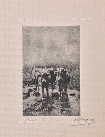 MLD-F-000259-0000 - Nelle paludi pontine - Data dello scatto: 1920-1929 - Archivi Alinari, Firenze