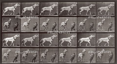 PDC-A-004695-0573 - "Animal Locomotion" (tav. 573): sequenza con un uomo che tira un cavallo - Data dello scatto: 1887 - Archivi Alinari, Firenze