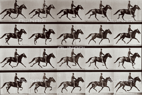 PDC-A-004695-0591 - "Animal Locomotion" (tav. 591): sequenza con fantino a cavallo - Data dello scatto: 1887 - Archivi Alinari, Firenze