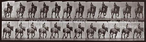 PDC-A-004695-0599 - "Animal Locomotion" (tav. 599): sequenza con fantino a cavallo - Data dello scatto: 1887 - Archivi Alinari, Firenze