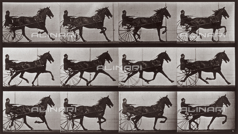 PDC-A-004695-0606 - "Animal Locomotion" (tav. 606): sequenza con fantino sul calesse trainato dal cavallo al trotto - Data dello scatto: 1887 - Archivi Alinari, Firenze