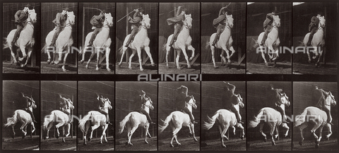 PDC-A-004695-0634 - "Animal Locomotion" (tav. 634): sequenza con fantino sul cavallo al trotto - Data dello scatto: 1887 - Archivi Alinari, Firenze