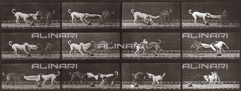 PDC-A-004695-0715 - "Animal Locomotion" (tav. 715): sequenza con due cani che giocano con un pezzo di stoffa - Data dello scatto: 1887 - Archivi Alinari, Firenze