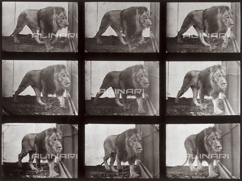 PDC-A-004695-0721 - "Animal Locomotion" (tav. 721): sequenza con un leone che si muove - Data dello scatto: 1887 - Archivi Alinari, Firenze