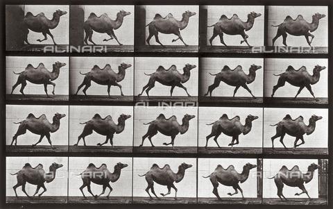 PDC-A-004695-0739 - "Animal Locomotion" (tav. 739): sequenza con un cammello che corre - Data dello scatto: 1887 - Archivi Alinari, Firenze