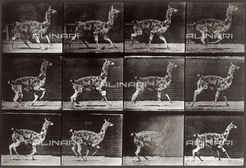 PDC-A-004695-0743 - "Animal Locomotion" (tav. 743): sequenza con un lama che cammina - Data dello scatto: 1887 - Archivi Alinari, Firenze