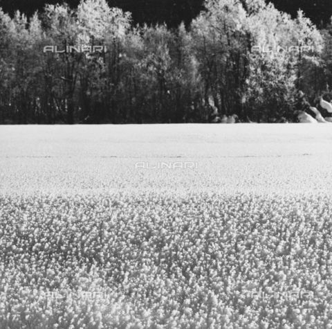 PFA-F-001497-0000 - Paesaggio montano, Engadina, Canton dei Grigioni, Svizzera - Data dello scatto: 01/1993 - Archivi Alinari, Firenze