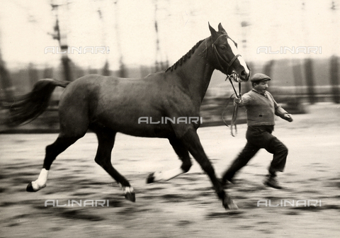 PPA-F-000218-0000 - Training at the Vincennes race track - Date of photography: 21/12/1940 - Alinari Archives, Florence