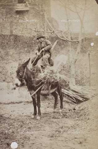 REA-F-001081-0000 - Child on a donkey carrying firewood - Date of photography: 1880-1890 - Alinari Archives, Florence