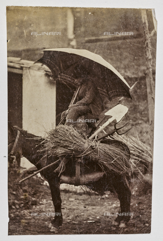 REA-F-001084-0000 - Senior on a donkey carrying firewood - Date of photography: 1880-1890 - Alinari Archives, Florence