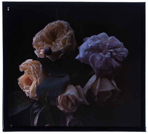 RGD-F-001858-0000 - Rose e peonia - Data dello scatto: 1910 ca. - Archivi Alinari, Firenze