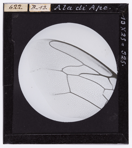 RGD-S-000B13-0622 - Ala di ape ingrandita al microscopio - Data dello scatto: 04/1895 - Archivi Alinari, Firenze