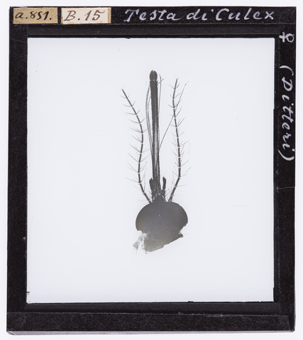 RGD-S-000B15-a851 - Testa di Culex femmina (Ditteri) ingrandita al microscopio - Data dello scatto: 1872-1915 ca. - Archivi Alinari, Firenze